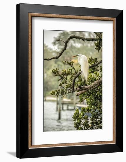 Great Egret Resting-Mary Lou Johnson-Framed Photo