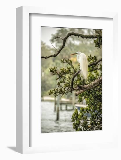 Great Egret Resting-Mary Lou Johnson-Framed Photo