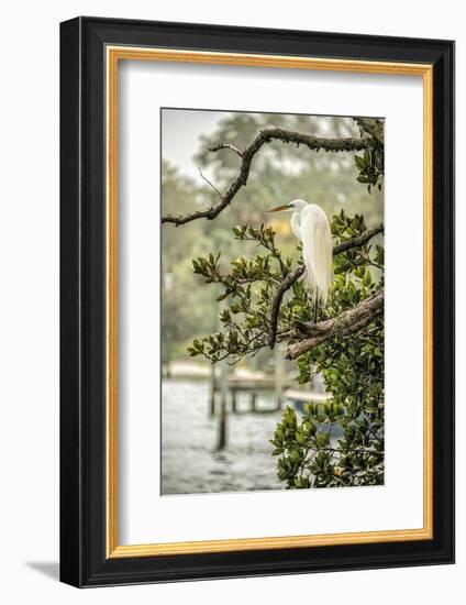 Great Egret Resting-Mary Lou Johnson-Framed Photo