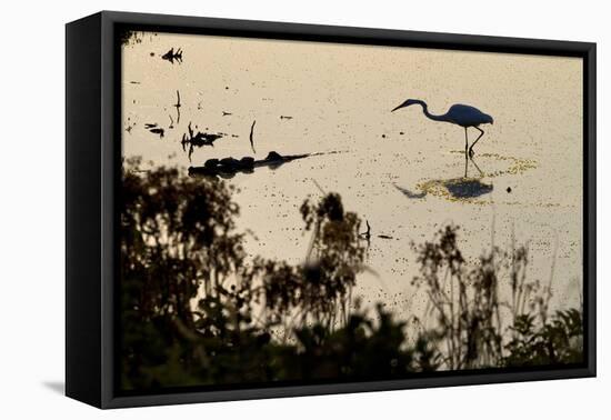 Great Egret Stands Still, It Stalks Dinner, Marshes Of Blackwater Wildlife Refuge, Cambridge, MD-Karine Aigner-Framed Premier Image Canvas