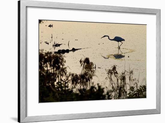 Great Egret Stands Still, It Stalks Dinner, Marshes Of Blackwater Wildlife Refuge, Cambridge, MD-Karine Aigner-Framed Photographic Print