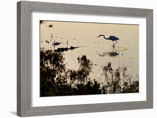 Great Egret Stands Still, It Stalks Dinner, Marshes Of Blackwater Wildlife Refuge, Cambridge, MD-Karine Aigner-Framed Photographic Print