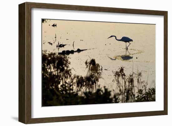 Great Egret Stands Still, It Stalks Dinner, Marshes Of Blackwater Wildlife Refuge, Cambridge, MD-Karine Aigner-Framed Photographic Print