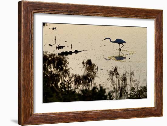 Great Egret Stands Still, It Stalks Dinner, Marshes Of Blackwater Wildlife Refuge, Cambridge, MD-Karine Aigner-Framed Photographic Print