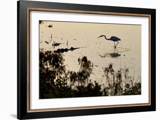 Great Egret Stands Still, It Stalks Dinner, Marshes Of Blackwater Wildlife Refuge, Cambridge, MD-Karine Aigner-Framed Photographic Print