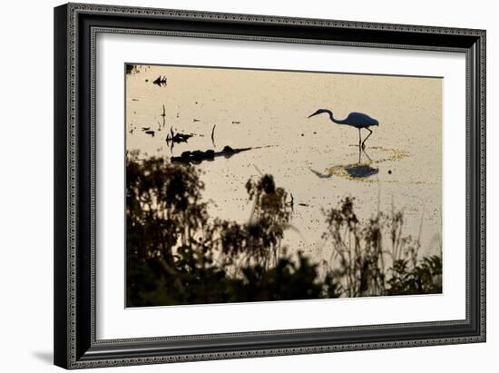 Great Egret Stands Still, It Stalks Dinner, Marshes Of Blackwater Wildlife Refuge, Cambridge, MD-Karine Aigner-Framed Photographic Print