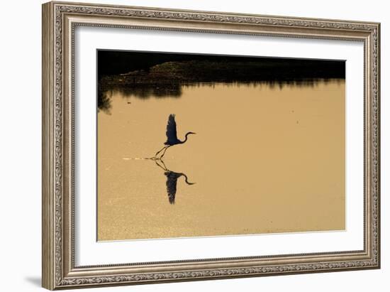 Great Egret Takes Flight As Sun Sets On Marsh Waters Of Blackwater Wildlife Refuge In Cambridge, MD-Karine Aigner-Framed Photographic Print