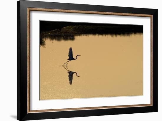 Great Egret Takes Flight As Sun Sets On Marsh Waters Of Blackwater Wildlife Refuge In Cambridge, MD-Karine Aigner-Framed Photographic Print