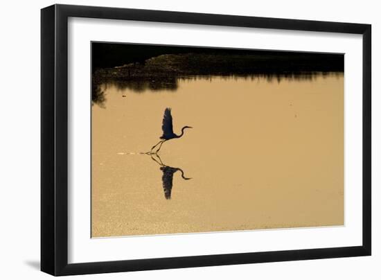 Great Egret Takes Flight As Sun Sets On Marsh Waters Of Blackwater Wildlife Refuge In Cambridge, MD-Karine Aigner-Framed Photographic Print