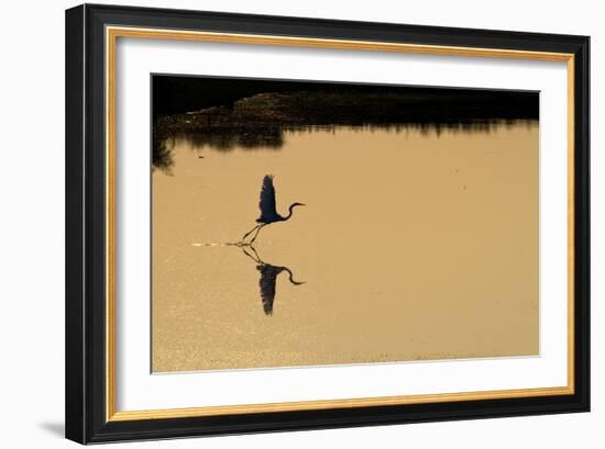 Great Egret Takes Flight As Sun Sets On Marsh Waters Of Blackwater Wildlife Refuge In Cambridge, MD-Karine Aigner-Framed Photographic Print