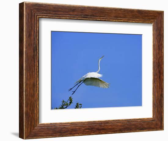 Great Egret Takes Flight from Tree, St. Augustine, Florida, USA-Jim Zuckerman-Framed Photographic Print