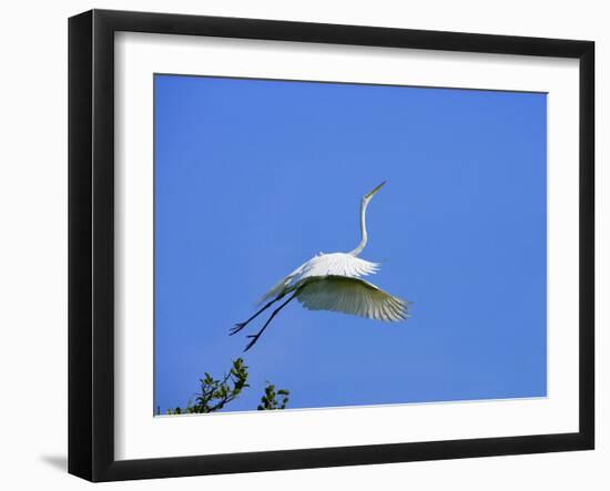 Great Egret Takes Flight from Tree, St. Augustine, Florida, USA-Jim Zuckerman-Framed Photographic Print