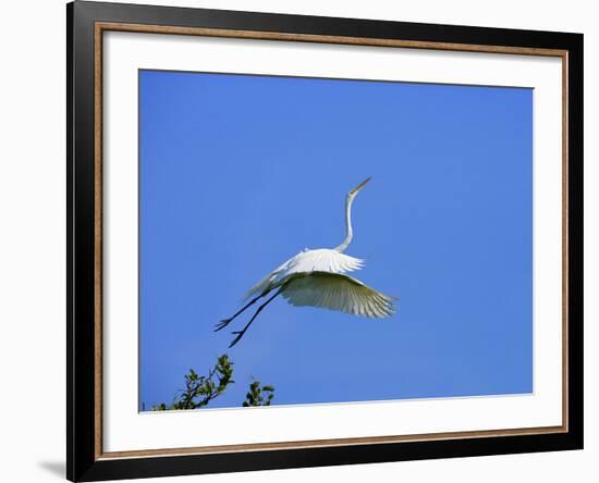 Great Egret Takes Flight from Tree, St. Augustine, Florida, USA-Jim Zuckerman-Framed Photographic Print