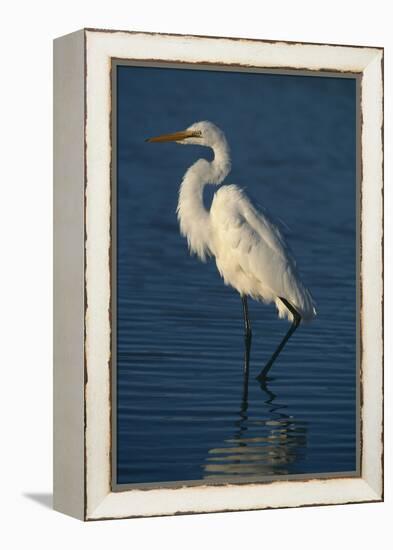 Great Egret Walking in Water-DLILLC-Framed Premier Image Canvas