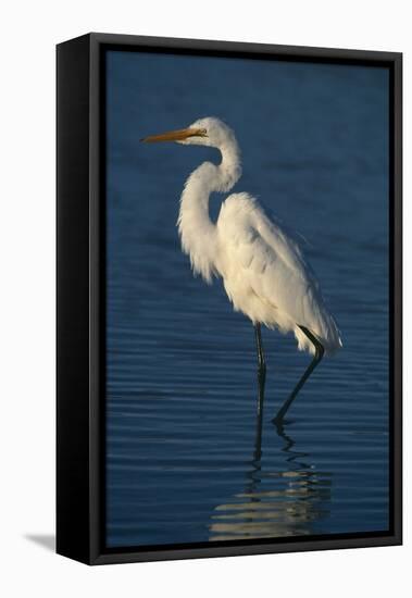 Great Egret Walking in Water-DLILLC-Framed Premier Image Canvas