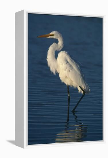 Great Egret Walking in Water-DLILLC-Framed Premier Image Canvas