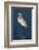 Great Egret Walking in Water-DLILLC-Framed Photographic Print