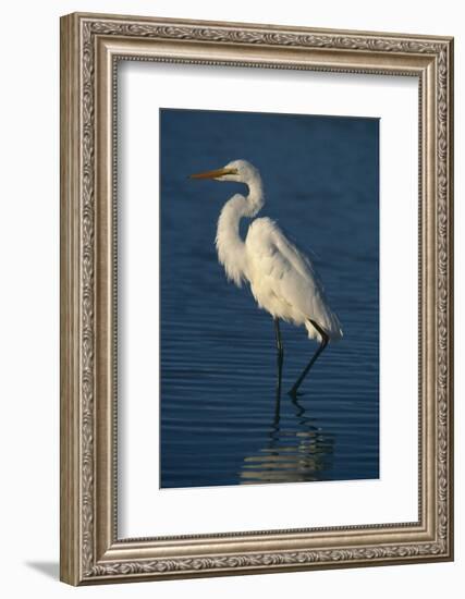 Great Egret Walking in Water-DLILLC-Framed Photographic Print