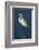 Great Egret Walking in Water-DLILLC-Framed Photographic Print