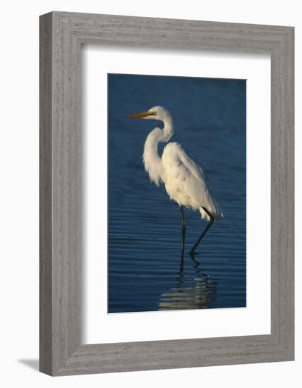 Great Egret Walking in Water-DLILLC-Framed Photographic Print