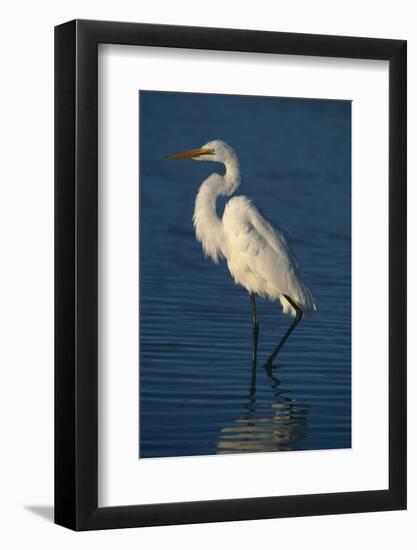 Great Egret Walking in Water-DLILLC-Framed Photographic Print