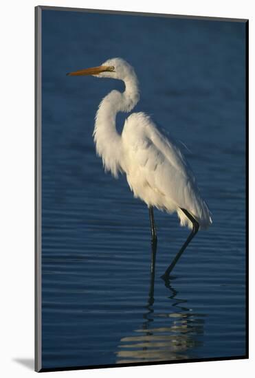 Great Egret Walking in Water-DLILLC-Mounted Photographic Print