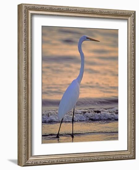 Great Egret-Georgienne Bradley-Framed Photographic Print