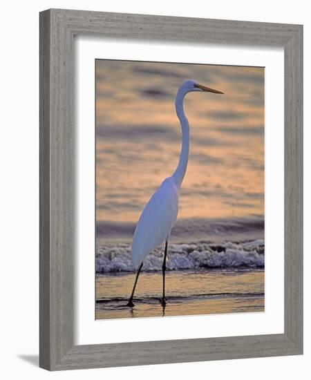 Great Egret-Georgienne Bradley-Framed Photographic Print