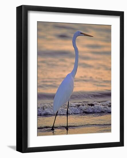 Great Egret-Georgienne Bradley-Framed Photographic Print