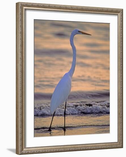 Great Egret-Georgienne Bradley-Framed Photographic Print