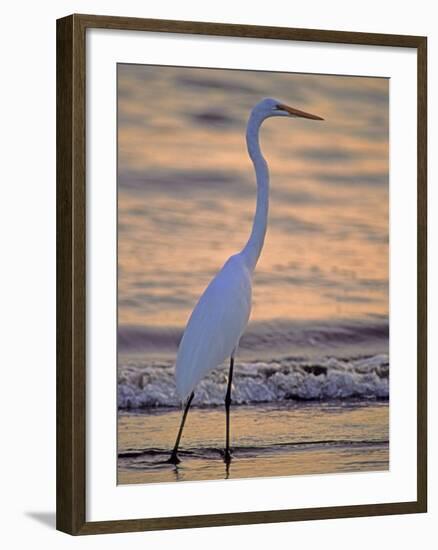 Great Egret-Georgienne Bradley-Framed Photographic Print