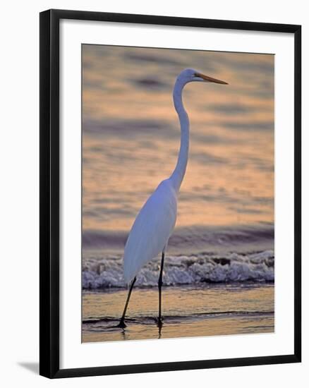 Great Egret-Georgienne Bradley-Framed Photographic Print