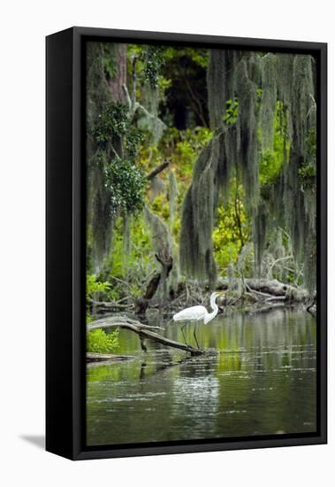 Great Egret-Gary Carter-Framed Premier Image Canvas