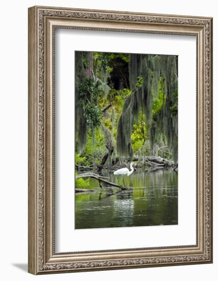 Great Egret-Gary Carter-Framed Photographic Print