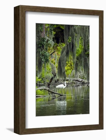 Great Egret-Gary Carter-Framed Photographic Print