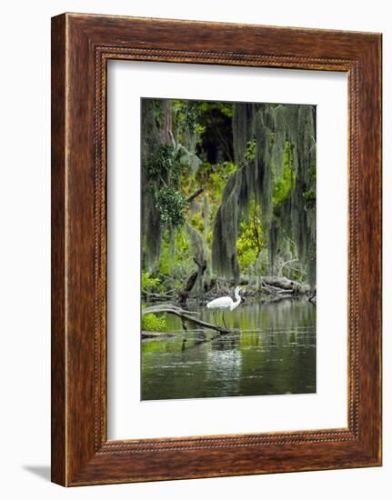 Great Egret-Gary Carter-Framed Photographic Print