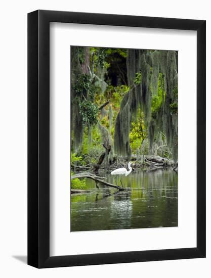 Great Egret-Gary Carter-Framed Photographic Print