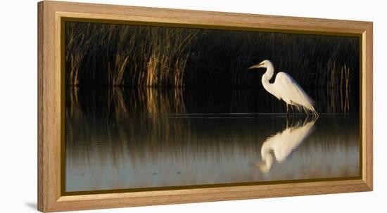 Great Egret-Ken Archer-Framed Premier Image Canvas