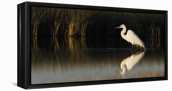 Great Egret-Ken Archer-Framed Premier Image Canvas