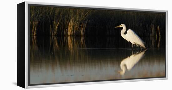 Great Egret-Ken Archer-Framed Premier Image Canvas