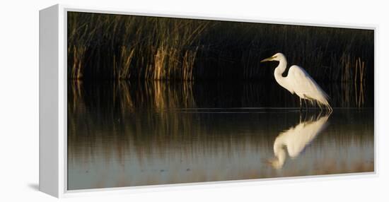 Great Egret-Ken Archer-Framed Premier Image Canvas