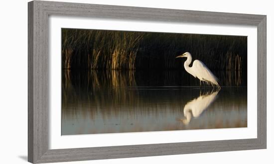 Great Egret-Ken Archer-Framed Photographic Print