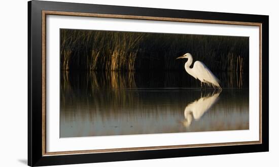 Great Egret-Ken Archer-Framed Photographic Print