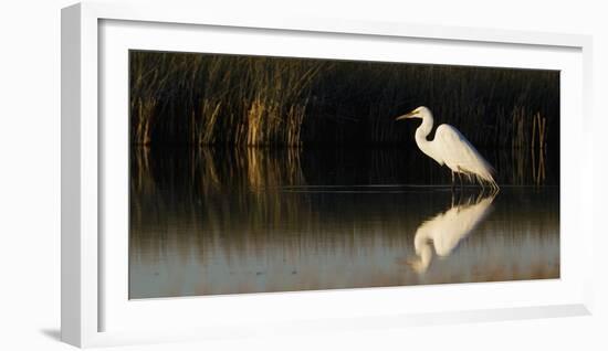 Great Egret-Ken Archer-Framed Photographic Print