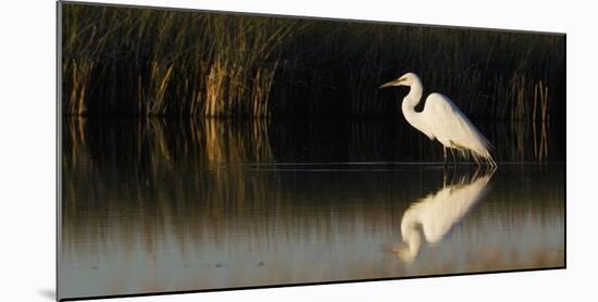 Great Egret-Ken Archer-Mounted Photographic Print