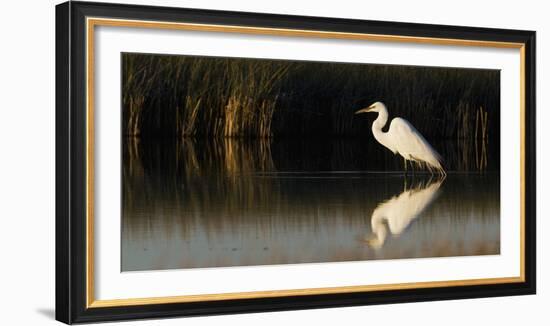 Great Egret-Ken Archer-Framed Photographic Print