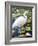 Great Egret-Max Hayslette-Framed Giclee Print