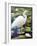 Great Egret-Max Hayslette-Framed Giclee Print