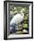 Great Egret-Max Hayslette-Framed Giclee Print