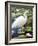 Great Egret-Max Hayslette-Framed Giclee Print